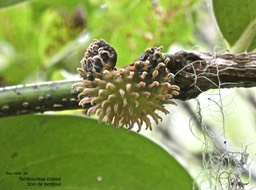 Tambourissa crassa .bois de tambour.(fleur mâle )monimiaceae.endémique Réunion .P1005739