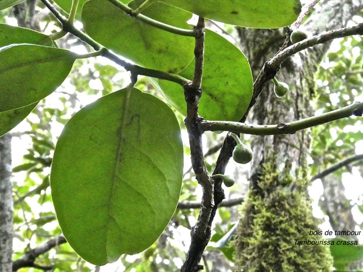 Tambourissa crassa .bois de tambour.monimiaceae.endémique Réunion.P1005724
