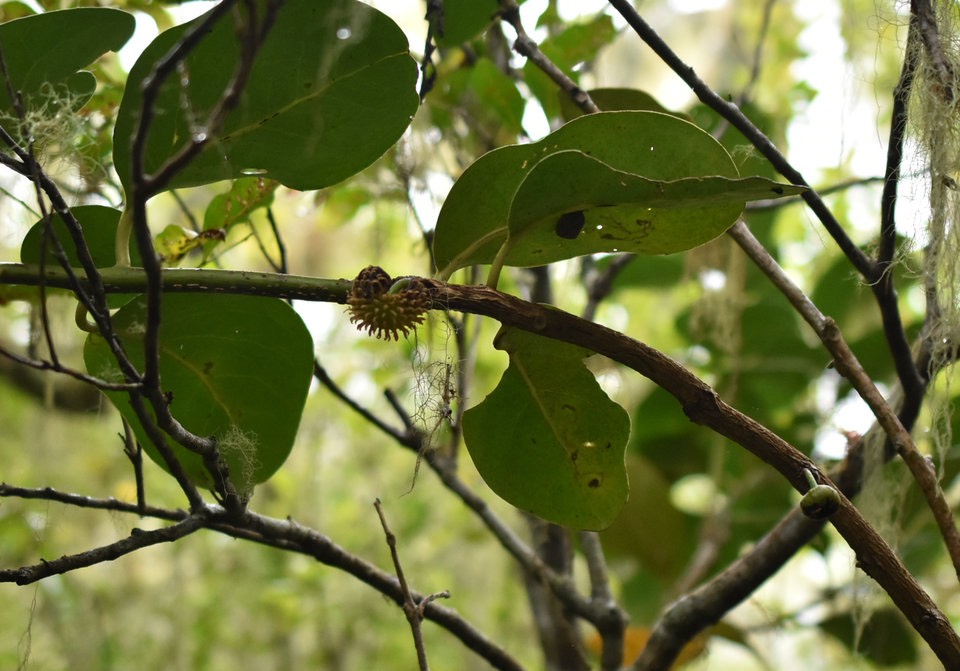 Tambourissa crassa (fleur mâle) - Bois de Tambour - MONIMIACEAE - Endémique Réunion - MB2_0748b