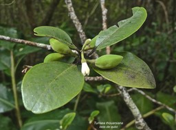 Turraea thouarsiana .bois de quivi.meliaceae.endémique Réunion Maurice.P1005683