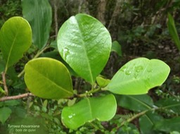 Turraea thouarsiana. bois de quivi.meliaceae.endémique Réunion Maurice.P1005640