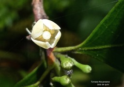 Turraea thouarsiana .bois de quivi.meliaceae.endémique Réunion Maurice?P1005630