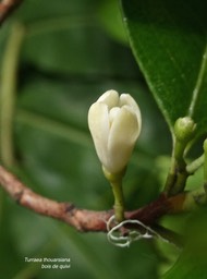 Turraea thouarsiana .bois de quivi .meliaceae.endémique Réunion Maurice;P1005634