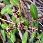 Euphorbia reconciliationis Radcl.-Sm.euphorbiaceae.endémique Réunion..jpeg