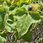 Passiflora foetida.poc-poc.Ti grenadelle. ( avec fruit immature )passifloraceae.espèce envahissante;.jpeg
