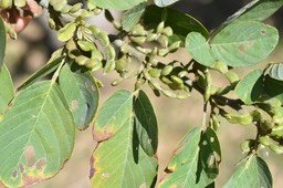 Dendrolobium umbellatum - Bois malgache 2 - FABACEAE - Indigène Réunion