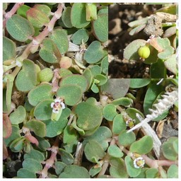 Euphorbia (ex Chamaesyce) goliana - EUPHORBIACEAE - Endémique Réunion