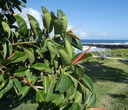 Ficus elastica - Caoutchouc - MORACEAE ( bourgeon terminal pointu) Asie tropicale