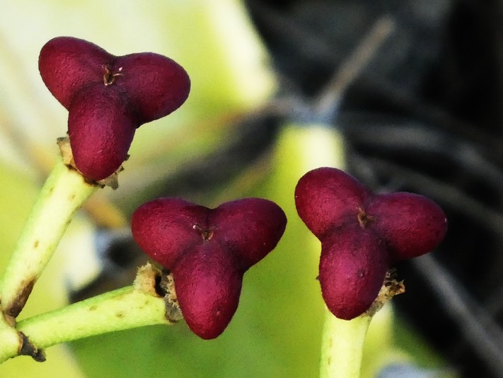 fruits tricoques de Euphorbia lactea