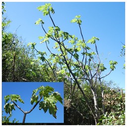 Obetia ficifolia - Bois d'ortie - URTICACEAE - Endémique des Mascareignes
