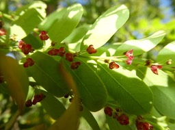 Phyllanthus casticum - Bois de demoiselle - PHYLLANTHACEAE - Indigène Réunion