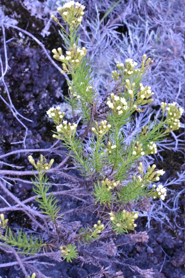 Faujasia pinifolia - ASTERACEAE - Endémique Réunion - MAB_8917