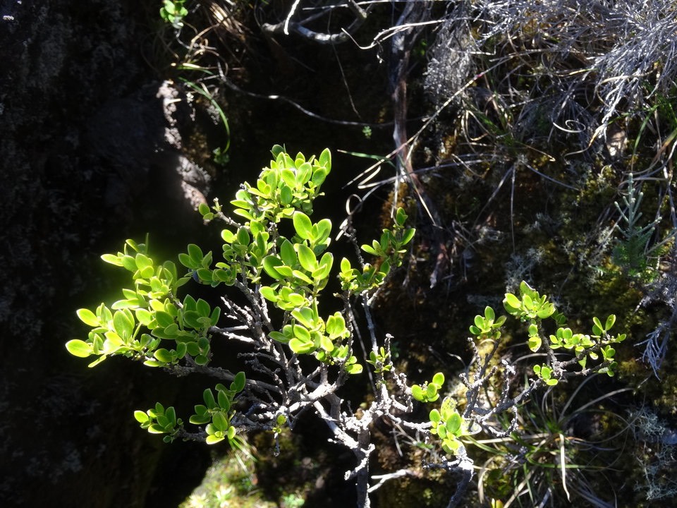 Geniostoma pedunculatum - Petit Bois de rat - LOGANIACEAE - Endémique Réunion, Maurice - DSC02215