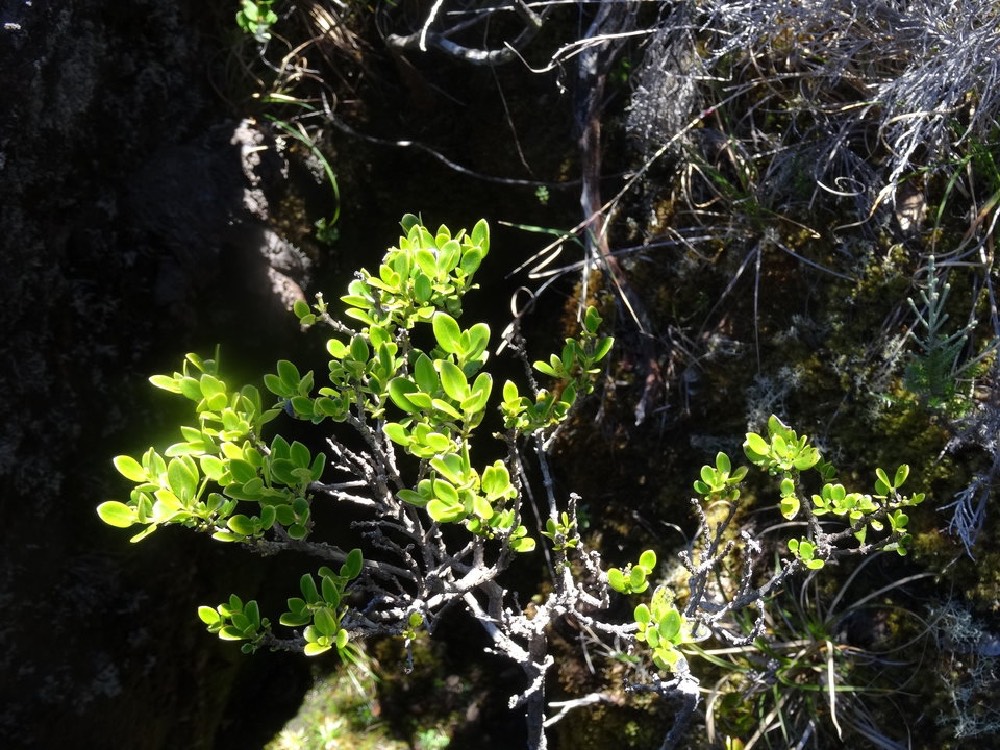 Geniostoma pedunculatum - Petit Bois de rat - LOGANIACEAE - Endémique Réunion, Maurice - DSC0221