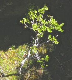 Geniostoma pedunculatum.?  petit bois de rat.loganiaceae.P1830486