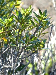 Geniostoma pedunculatum? petit bois de rat. loganiaceae. P1830684