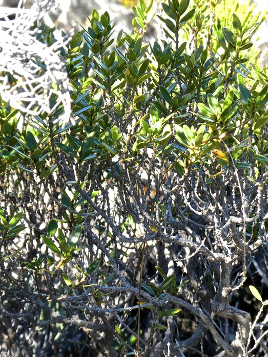 Geniostoma pedunculatum? petit bois de rat. loganiaceae.P1830676