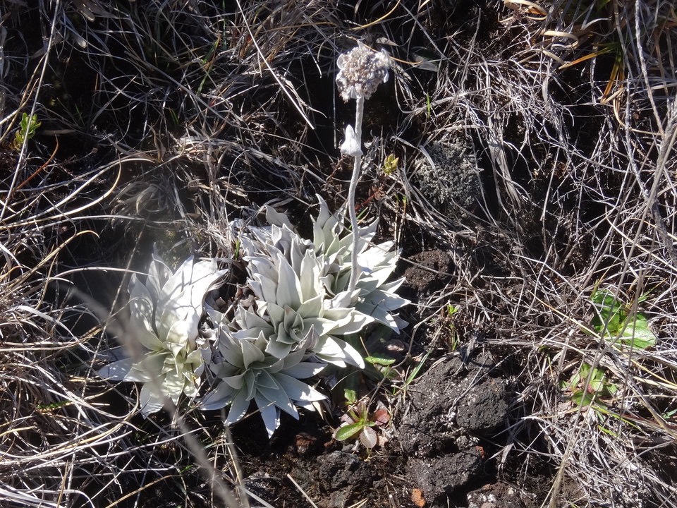 Helichrysum arnicoides - Petit velours blanc - ASTERACEAE - Endémique Réunion - DSC02233