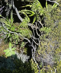 Heterochaenia  . campanulaceae. P1830532