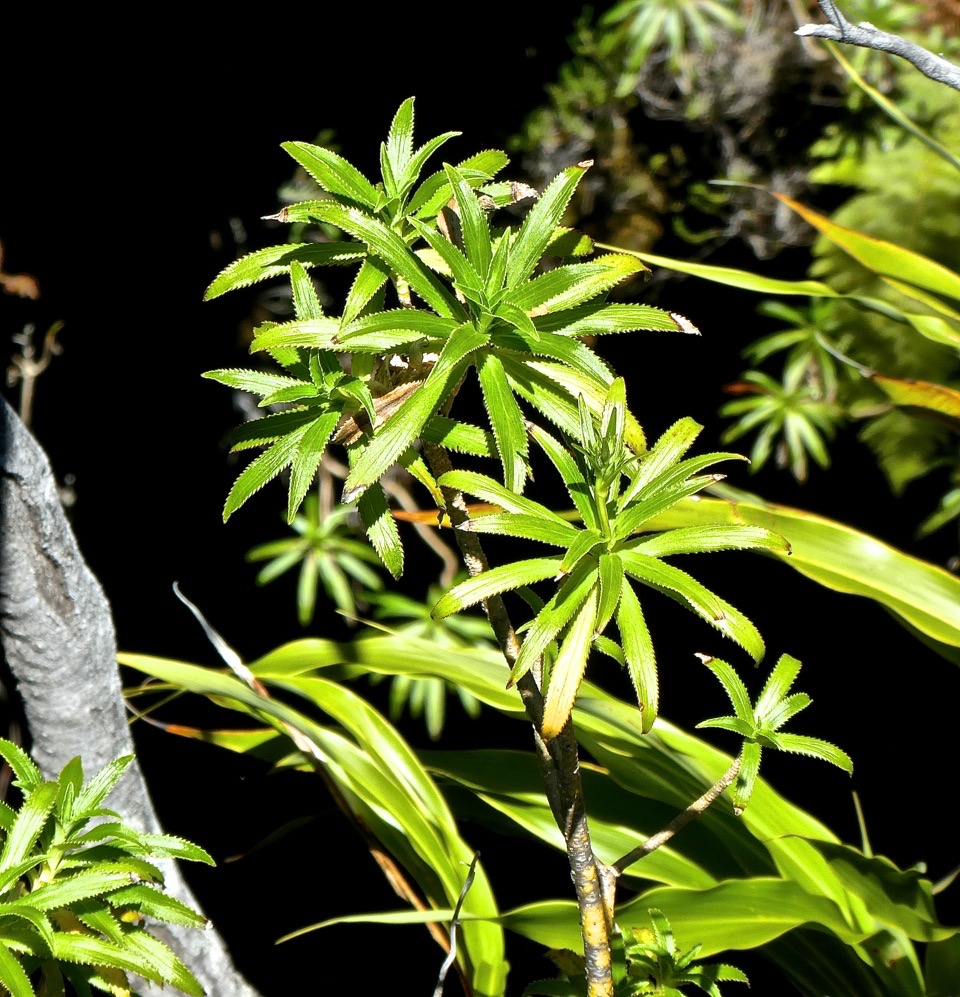 Heterochaenia  . campanulaceae.P1830529