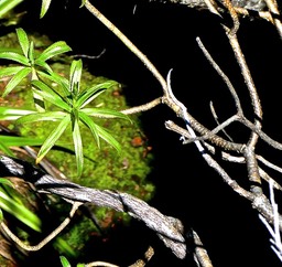Heterochaenia .( cicatrices foliaires ) .campanulaceae.P1830552