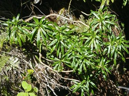 Heterochaenia. campanulaceae. P1830537
