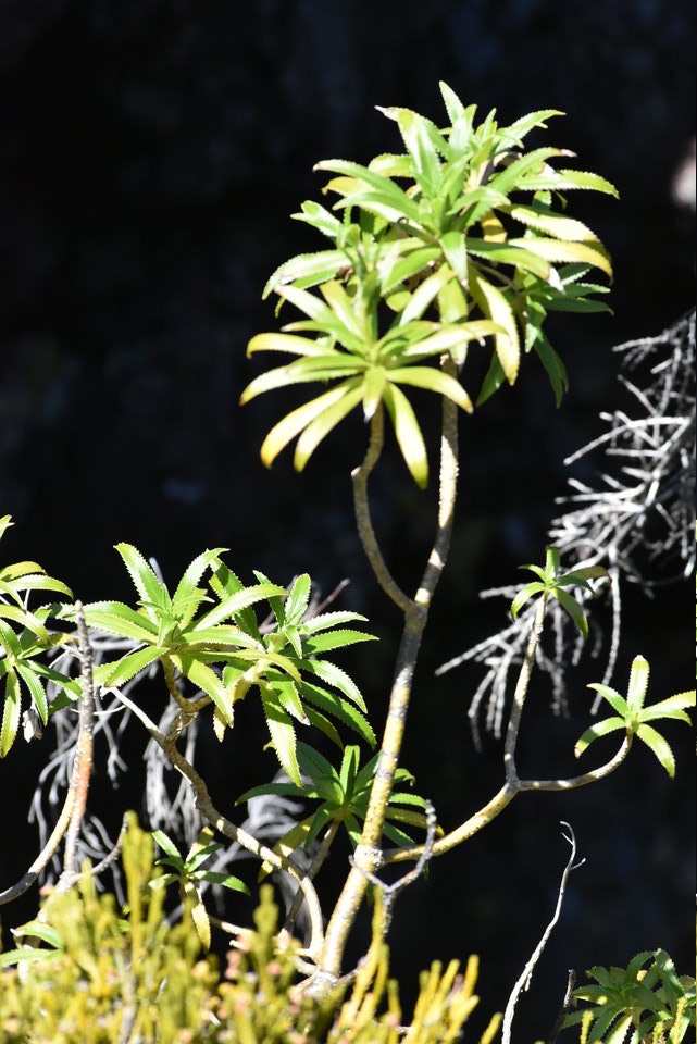 Heterochaenia ensifolia - CAMPANULACEAE - Endémique Réunion - MAB_8897