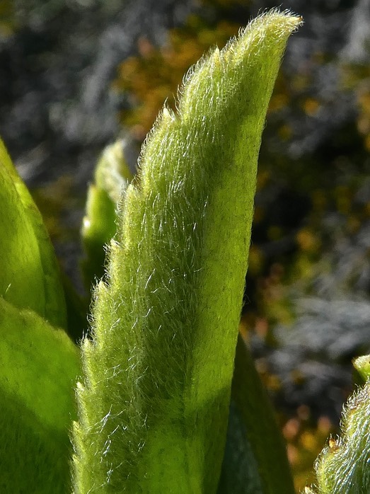 Psiadia melastomatoides ? ? (détail feuille face inférieure ) asteraceae.P1830473