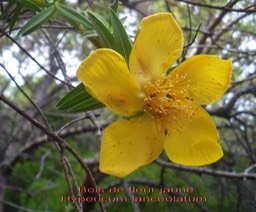 PR- Bois de fleur jaune - Hyperic um lanceolatum- Hypricace- I