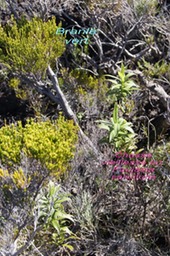 PR- Branle vert - Erica reunionensis - Ericae -B- et Chasse vieillesse - Faujasia salicifolia-1