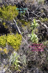 PR- Branle vert et Chasse vieillesse - Faujasia salicifolia