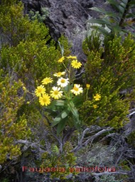 PR- Chasse vieillesse- Faujasia  salicifolia - Astrace- B