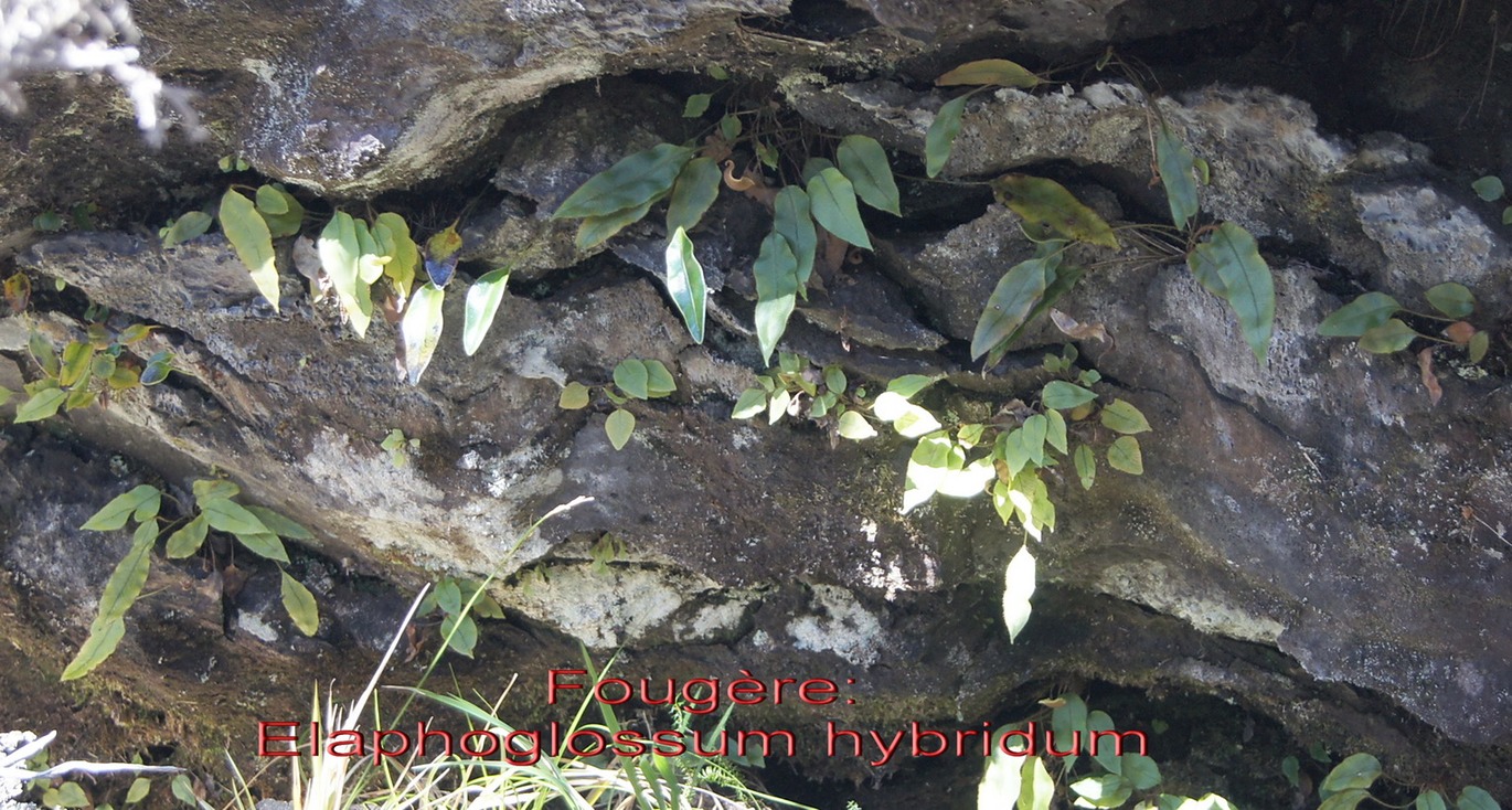 PR- Elaphoglossum hybridum var. vulcani
