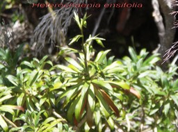 PR- Heterochaenia ensifolia- Campanulace- B