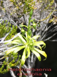 Pr- Heterochaenia ensifolia - Boutons floraux