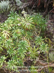 PR- heterochaenia ensifolia- Campanulace - B avec fleurs