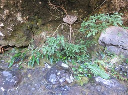 7b Jeunes Sophora denudata dans l'ombre de l'abri sous roche ord du bassin au bIMG_2393.JPG