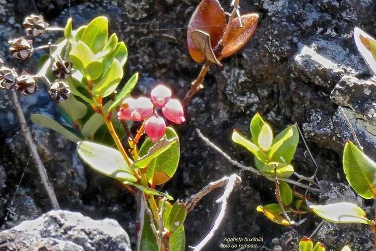 Agarista buxifolia.bois de rempart.ericaceae.indigène Réunion.P1024366