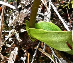 Cynorkis borbonica  ? ( feuille )  orchidaceae. endémique Réunion.P1024393
