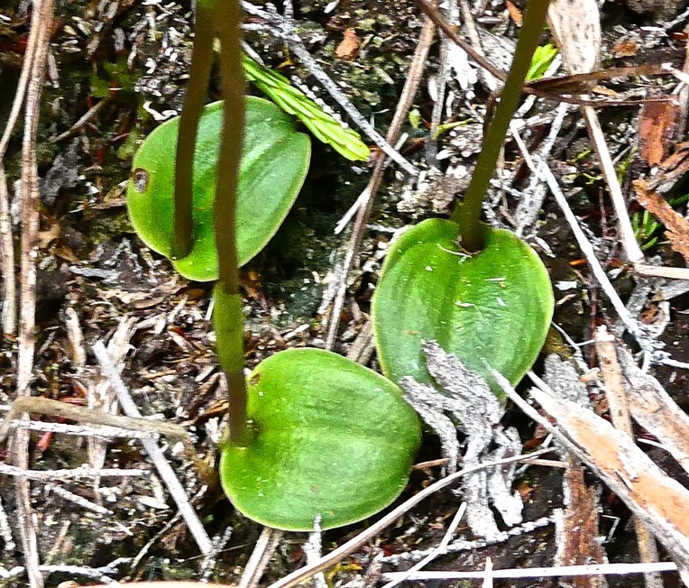 Cynorkis borbonica ?  ( feuilles face supérieure ) orchidaceae.endémique Réunion.P1024391