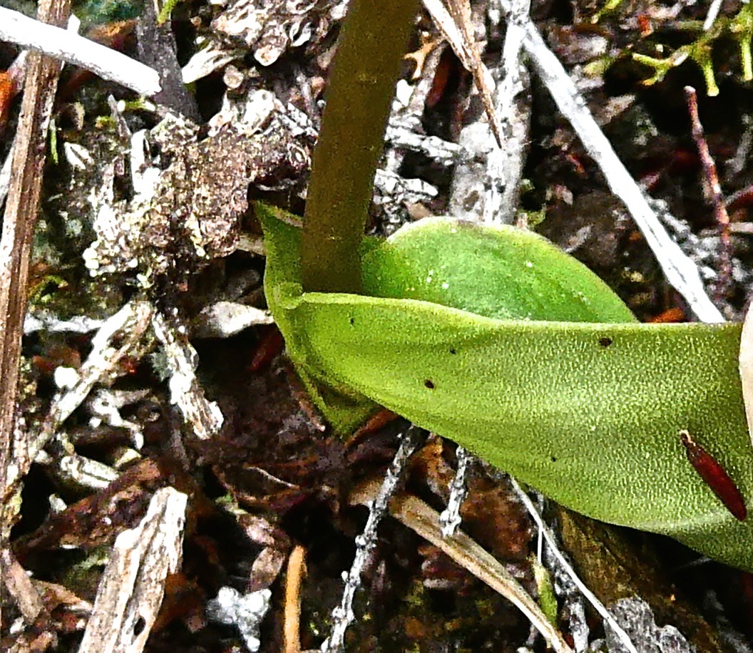 Cynorkis borbonica  ? ( feuille )  orchidaceae. endémique Réunion.P1024393