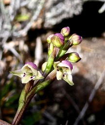 Cynorkis borbonica ? (inflorescence  ).orchidaceae.endémique Réunion.P1024504