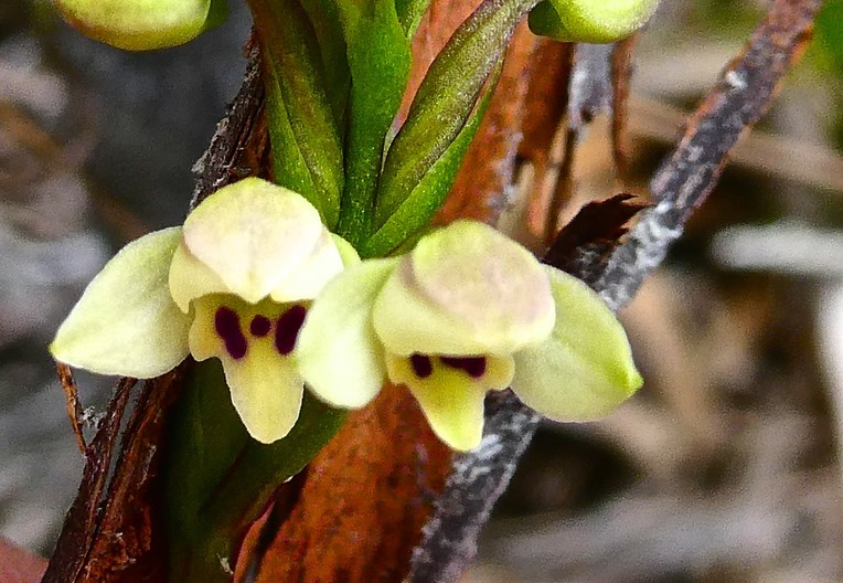 Cynorkis borbonica ? (inflorescence  détail ) orchidaceae .endémique Réunion.  P1024407