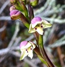 Cynorkis borbonica ? .orchidaceae. endémique Réunion.P1024505