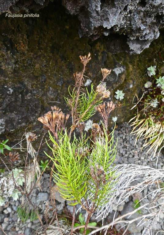 Faujasia pinifolia.asteraceae.endémique Réunion.P1024497