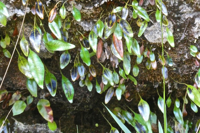 fougère Elaphoglossum sp .dryopteridaceae.P1024336