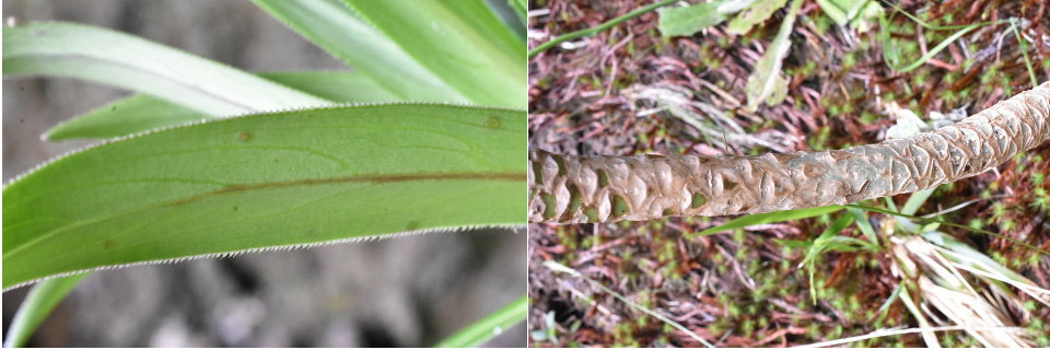 Heterochaenia rivalsii - 1 - (dents et cicatrices foliaires) - CAMPANULACEAE - Endémique Réunion.MB2_5349c