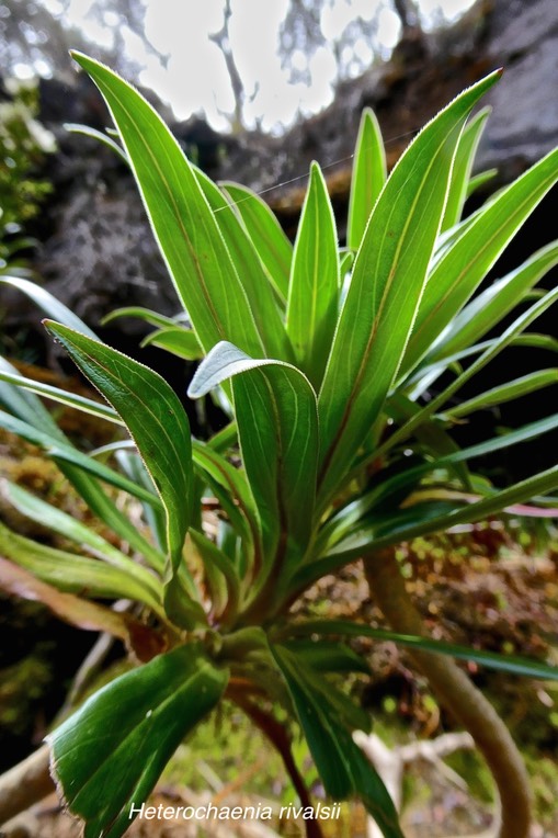 Heterochaenia rivalsii. campanulaceae.endémique Réunion.P1024454