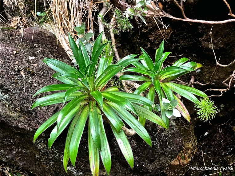 Heterochaenia rivalsii .campanulaceae. endémique Réunion. IMG_6131