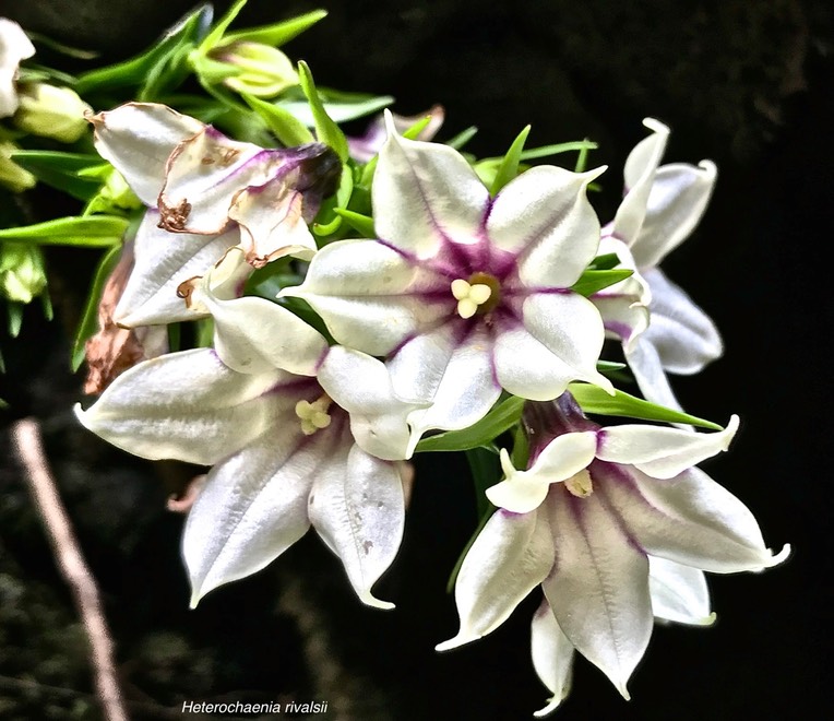 Heterochaenia rivalsii .campanulaceae. endémique Réunion. IMG_6137